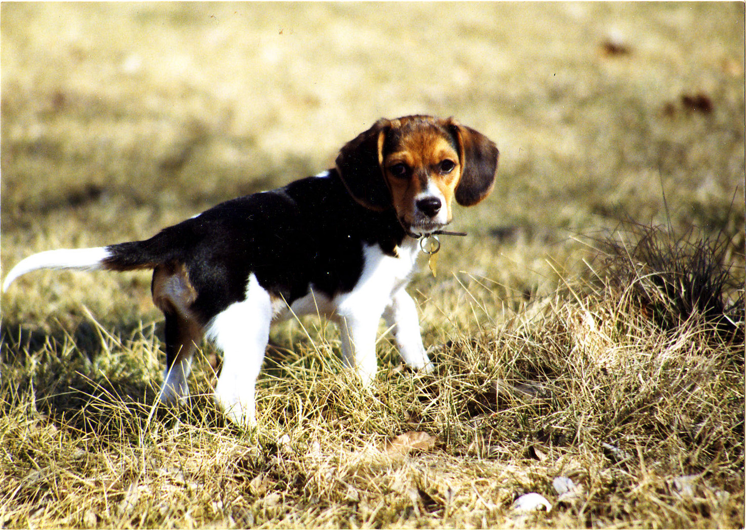 patch